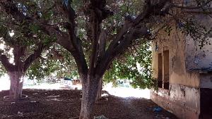 ORAN ECOLE PASTEUR QUI EST SQUATTEE (6)